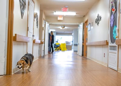 A dog walking down a nursing home hallway with staff in the background