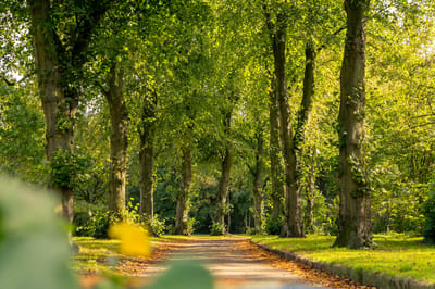 Tree-lined pathway in a serene outdoor space