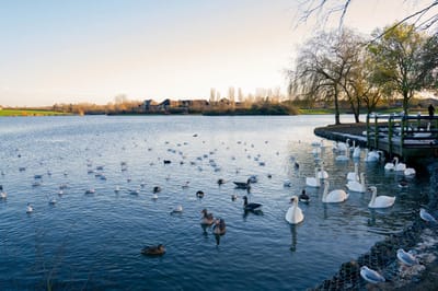 Serene pond with swans and ducks