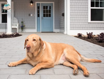 A friendly dog lounging on the front porch of a building