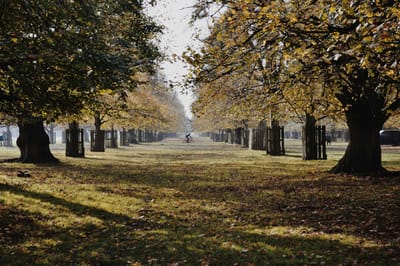 Pathway lined with trees during autumn