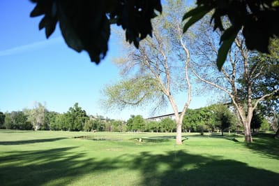 Green outdoor space with trees and open lawn