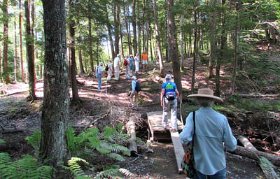 Group of people hiking on a woodland trail