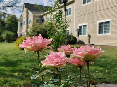 Roses in front of the building at OceanView At Falmouth