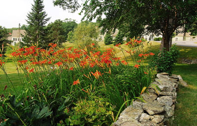 Colorful flower garden in a landscaped outdoor area