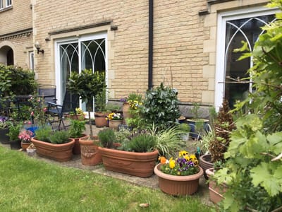 A vibrant garden area with flowers and greenery