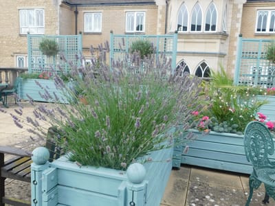 Lavender plants in a decorative outdoor planter