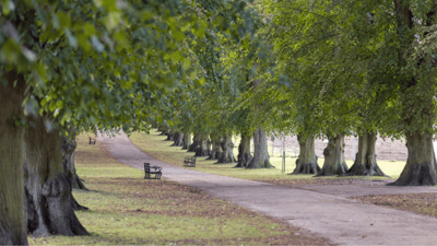 A tree-lined path in a serene outdoor space