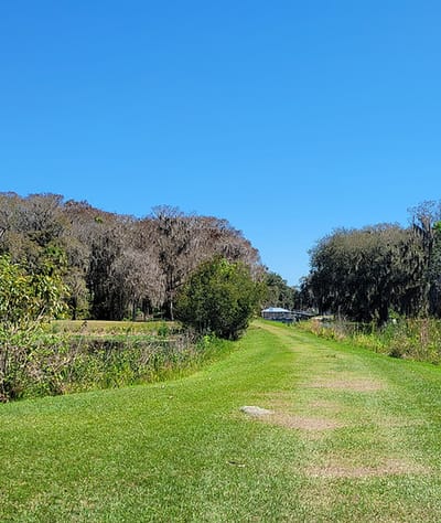 Pathway through a green outdoor space