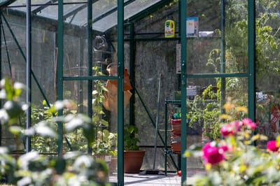 Greenhouse filled with plants and vibrant flowers