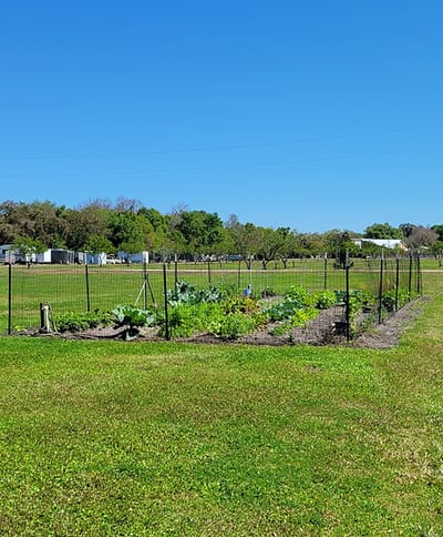 A garden space enclosed by a fence.