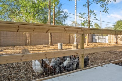 Fenced area with chickens in an outdoor space
