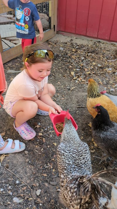 Child feeding chickens in an outdoor setting.