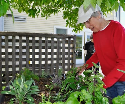 Senior resident gardening outdoors in a vibrant space.