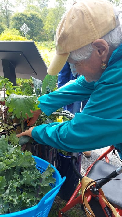Senior gardening activity with plants and vegetables.