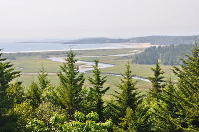 Coastal landscape with trees and water