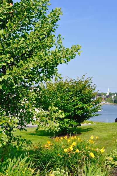 Open green space with trees and flowers by the water