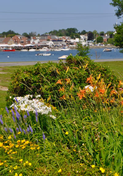 Colorful flowers in a garden by the water