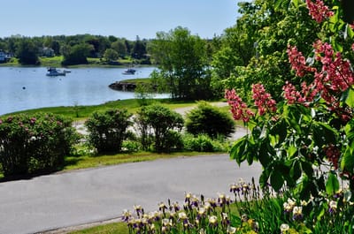 Serene outdoor view with flowering plants and boats
