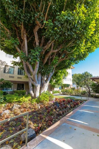 Lush garden area with a large tree and flower beds