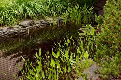 Serene outdoor pond surrounded by greenery