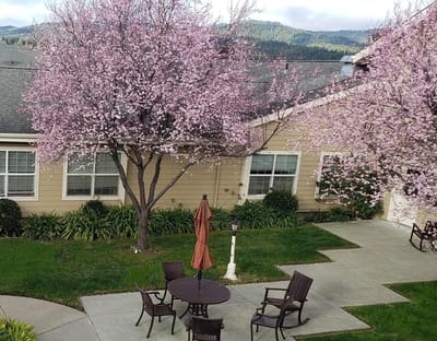 Outdoor seating area with flowering trees.