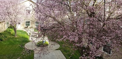 Blooming cherry blossom trees in a garden area.