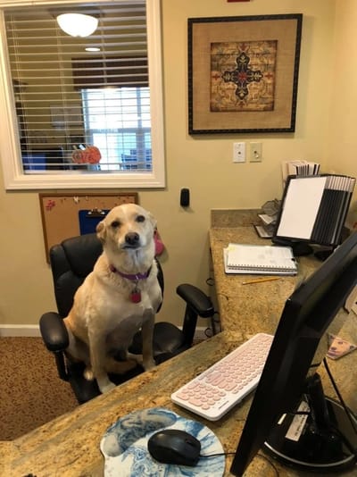 Dog sitting at a reception desk in the facility