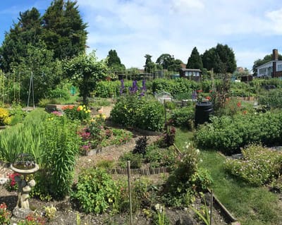 A vibrant community garden with colorful flowers.