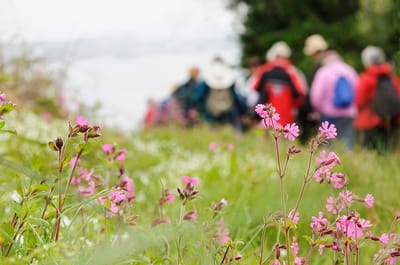 Group of people walking near blooming flowers.