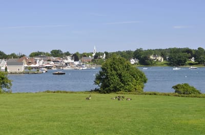 Scenic view of a waterfront with grass and ducks.