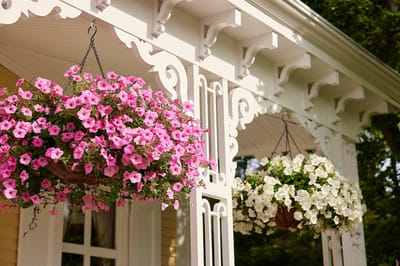 Hanging flower baskets in a sunny outdoor setting