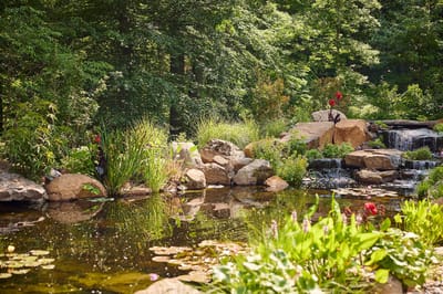 Serene garden with rocks and water features