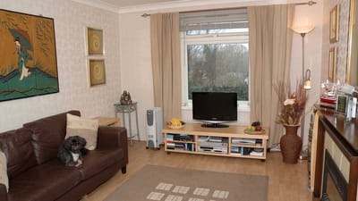 Cozy living room with a pet dog on the couch
