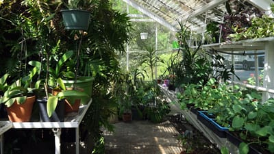 Greenhouse filled with various plants