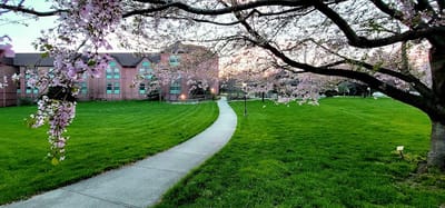 Pathway through a landscaped area with blooming trees