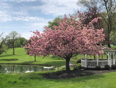 Beautiful cherry blossom tree near a gazebo and pond