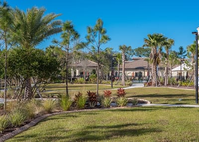 Lush outdoor space with palm trees and pathways
