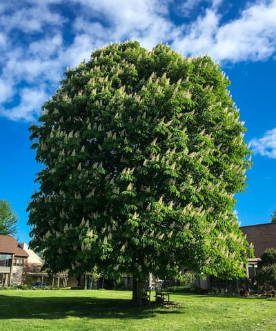 A large flowering tree in a green yard