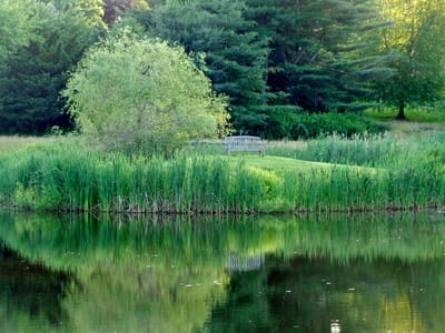 A serene outdoor space with a bench by a pond