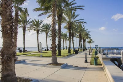 Scenic waterfront pathway lined with palm trees