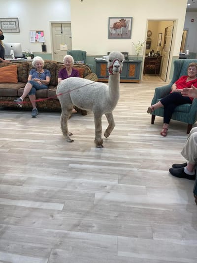 Residents enjoying time with an alpaca in a common area