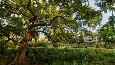 Beautiful outdoor scene with large tree and facility in the background