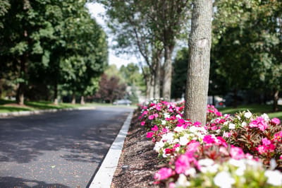 Well-maintained garden path with colorful flowers