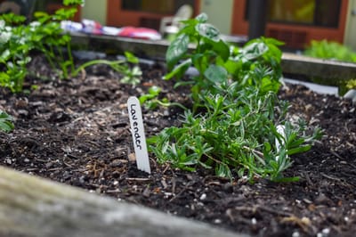 Herb garden with labeled plants in a raised bed