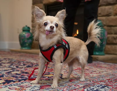 A small dog in a harness standing on a rug