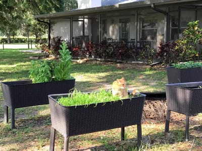 Raised garden beds in an outdoor space with a cat