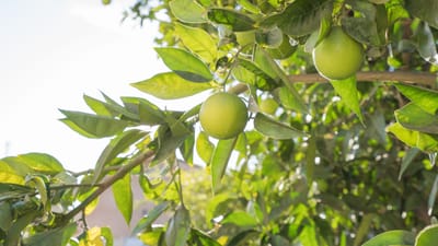 Close-up of lime tree with green fruit