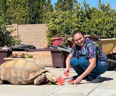 Staff member feeding a tortoise outdoors