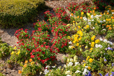 Colorful flower bed in an outdoor area